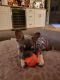 French Bulldog Puppies for sale in Kennewick, WA, USA. price: NA
