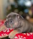 French Bulldog Puppies for sale in Honolulu, HI, USA. price: $5,000
