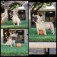 French Bulldog Puppies for sale in Whittier, CA, USA. price: NA