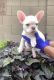 French Bulldog Puppies for sale in Glendale, AZ 85302, USA. price: $5,500