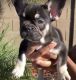 French Bulldog Puppies for sale in Glendale, AZ 85302, USA. price: $4,500