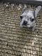 French Bulldog Puppies for sale in Mt Vernon, IL 62864, USA. price: NA
