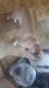 French Bulldog Puppies for sale in 5942 Briarwood, White Lake, MI 48383, USA. price: NA