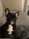 French Bulldog Puppies for sale in Hempstead, NY 11550, USA. price: $3,000