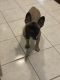 French Bulldog Puppies for sale in Taylor, MI 48180, USA. price: NA