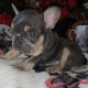 French Bulldog Puppies for sale in MA-110, Methuen, MA, USA. price: NA