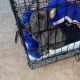 French Bulldog Puppies for sale in Corona, CA 92879, USA. price: $4,200