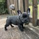 French Bulldog Puppies for sale in Lawrenceville, GA 30044, USA. price: $4,000