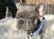 French Bulldog Puppies for sale in Carrollton, MO 64633, USA. price: NA
