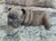 French Bulldog Puppies for sale in Kingsville, TX 78363, USA. price: NA