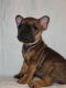 French Bulldog Puppies for sale in Reading, PA, USA. price: NA