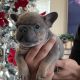 French Bulldog Puppies for sale in Atwater, CA 95301, USA. price: $4,000