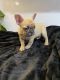 French Bulldog Puppies for sale in Columbus, OH, USA. price: $4,600