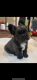 French Bulldog Puppies for sale in Waianae, HI 96792, USA. price: $400