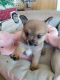 French Bulldog Puppies for sale in Rockford, IL, USA. price: $2,000