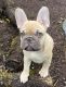 French Bulldog Puppies for sale in Wilsonville, OR 97070, USA. price: $3,550