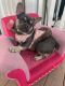 French Bulldog Puppies for sale in Staten Island, NY, USA. price: $3,000
