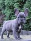 French Bulldog Puppies for sale in 191 Foothill Ave, Hollis, NY 11423, USA. price: NA