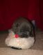 French Bulldog Puppies for sale in Fredericksburg, VA 22401, USA. price: $3,500