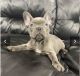French Bulldog Puppies for sale in Cranston, RI, USA. price: NA