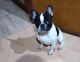 French Bulldog Puppies for sale in Chandannagar, West Bengal, India. price: 10000 INR