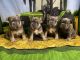 French Bulldog Puppies for sale in Corona, CA, USA. price: $3,500