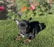 French Bulldog Puppies for sale in Palm Springs, CA, USA. price: $2,200