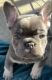 French Bulldog Puppies for sale in Fenton, MO, USA. price: NA