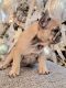 French Bulldog Puppies for sale in Solano County, CA, USA. price: $6,504,160,000