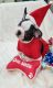 French Bulldog Puppies for sale in Wichita, KS, USA. price: NA