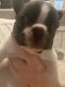 French Bulldog Puppies for sale in Happy Valley, OR, USA. price: NA