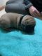 French Bulldog Puppies for sale in Mt Pleasant, MI 48858, USA. price: NA