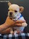 French Bulldog Puppies for sale in Chandler, AZ 85224, USA. price: $1,500