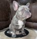 French Bulldog Puppies for sale in Ocala, FL, USA. price: $10,000
