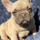 French Bulldog Puppies for sale in Tallahassee, FL, USA. price: $4,000