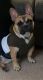 French Bulldog Puppies for sale in McDonough, GA, USA. price: $1,800