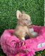 French Bulldog Puppies for sale in 145 Main St, Jersey, GA 30018, USA. price: NA
