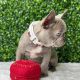 French Bulldog Puppies for sale in 145 Main St, Jersey, GA 30018, USA. price: $1,600