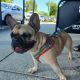 French Bulldog Puppies for sale in Nigeria St, Sebring, FL 33875, USA. price: $1,500