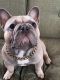 French Bulldog Puppies for sale in South Amherst, OH, USA. price: NA