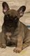 French Bulldog Puppies for sale in CHANDLERSVLLE, OH 43727, USA. price: NA