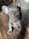 French Bulldog Puppies for sale in Lake Elsinore, CA 92532, USA. price: $3,500