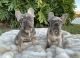 French Bulldog Puppies for sale in Palm Beach, FL, USA. price: NA