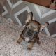 French Bulldog Puppies for sale in New Bedford, MA, USA. price: NA