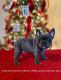 French Bulldog Puppies for sale in Tulsa, OK, USA. price: $8,000