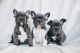 French Bulldog Puppies for sale in 44715 Prentice Dr, Dulles, VA 20101, USA. price: NA