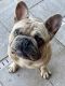 French Bulldog Puppies for sale in Land O' Lakes, FL, USA. price: $2,900
