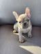 French Bulldog Puppies for sale in Claremore, OK, USA. price: NA