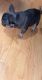 French Bulldog Puppies for sale in Manteca, CA, USA. price: NA