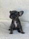 French Bulldog Puppies for sale in Coral Gables, FL, USA. price: NA